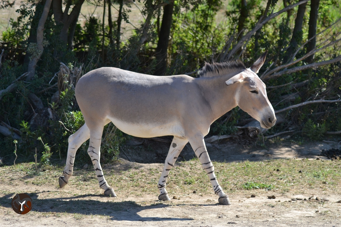 Somalian Wild Ass -_Equus africanus somalicus (Reserve Africaine de Sigean,France)  Equus africanus somaliensis,Somali wild ass