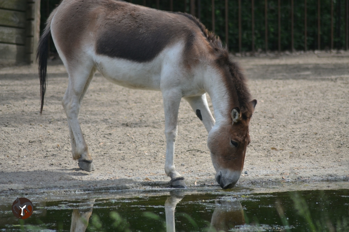Eastern Kiang - Equus kiang holdereri (Tierpark Berlin Friedrichsfelde, Germany)  Equus kiang,Kiang