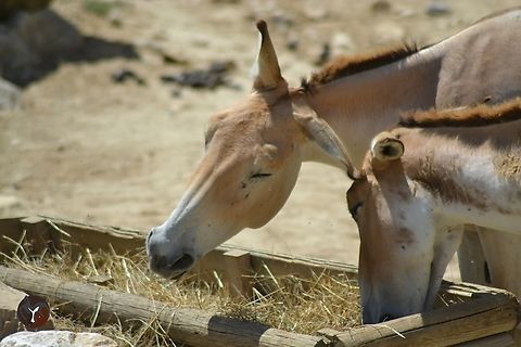 Persian Onager - Equus hemionus onager (Reserve Africaine de Sigean, France)  Equus hemionus onager,Persian onager