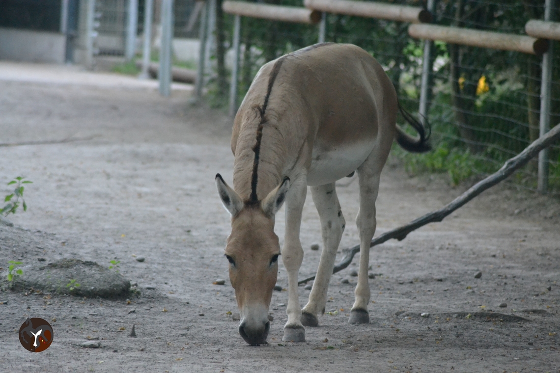 Persian Onager - Equus hemionus onager (Karlsruhe Tierpark Oberwalde, Germany)  Equus hemionus onager,Persian onager