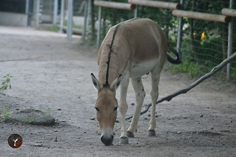 Persian Onager - Equus hemionus onager (Karlsruhe Tierpark Oberwalde, Germany)  Equus hemionus onager,Persian onager
