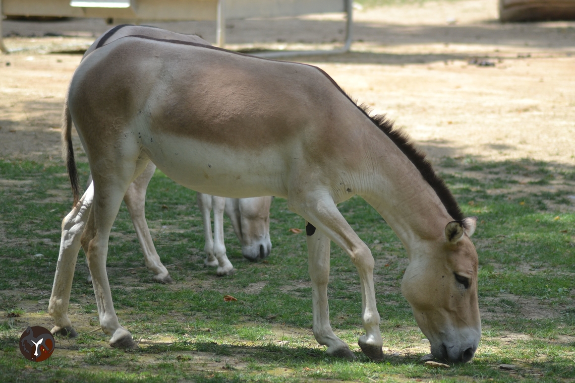 Kulan Equus hemionus kulan (Mulhouse Zoo, France)  Equus hemionus kulan,Turkmenian kulan