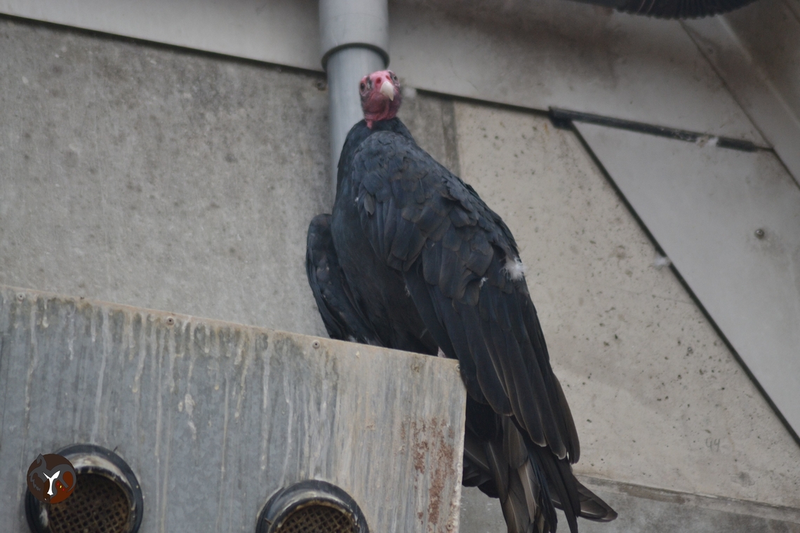 Turkey Vulture - Cathartes aura (Arnhem Burgers Zoo, Netherlands)  Cathartes aura,Turkey vulture
