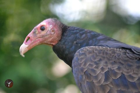 Turkey Vulture - Cathartes aura (Les Aigles du Leman, France)  Cathartes aura,Turkey vulture