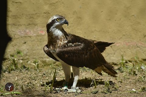 European Osprey - Pandion haliaetus haliaetus (Zoo Bot&aacute;nico de Jerez, Espa&ntilde;a)  Osprey,Pandion haliaetus