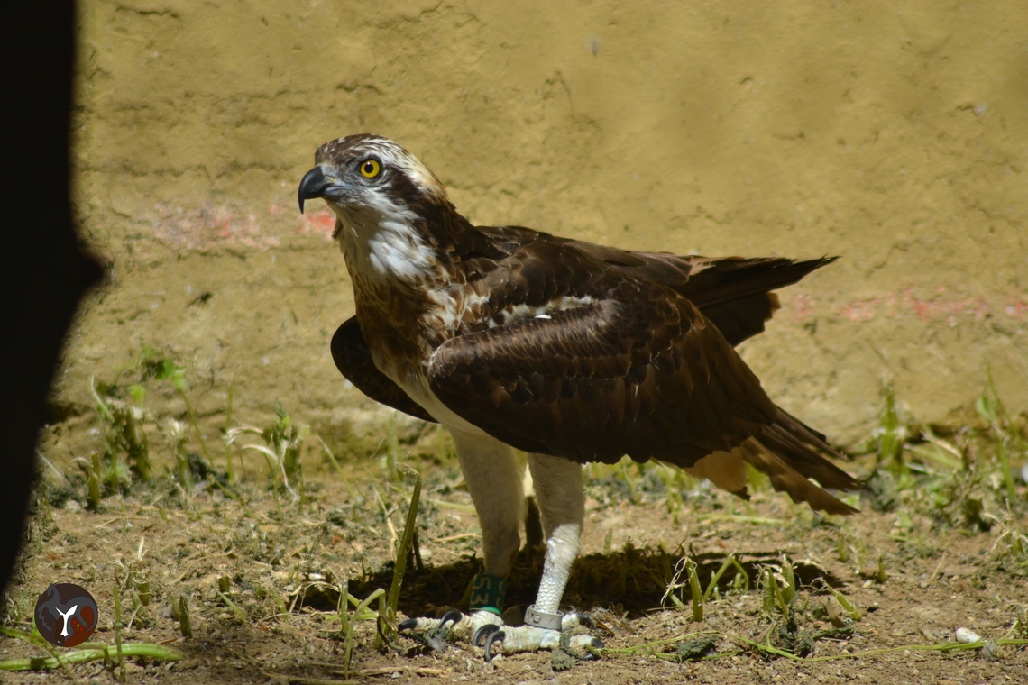 European Osprey - Pandion haliaetus haliaetus (Zoo Botánico de Jerez, España)  Osprey,Pandion haliaetus