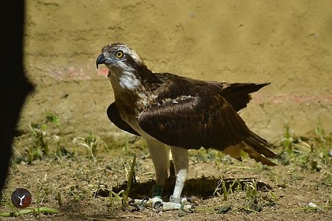European Osprey - Pandion haliaetus haliaetus (Zoo Bot&aacute;nico de Jerez, Espa&ntilde;a)  Osprey,Pandion haliaetus