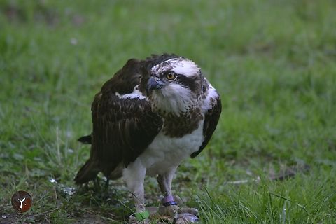 European Osprey - Pandion haliaetus haliaetus (Les Aigles du Leman, France)  Osprey,Pandion haliaetus