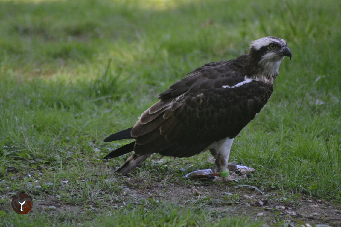 European Osprey - Pandion haliaetus haliaetus (Les Aigles du Leman, France)  Osprey,Pandion haliaetus