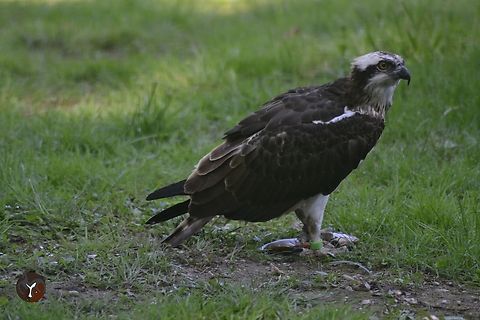 European Osprey - Pandion haliaetus haliaetus (Les Aigles du Leman, France)  Osprey,Pandion haliaetus