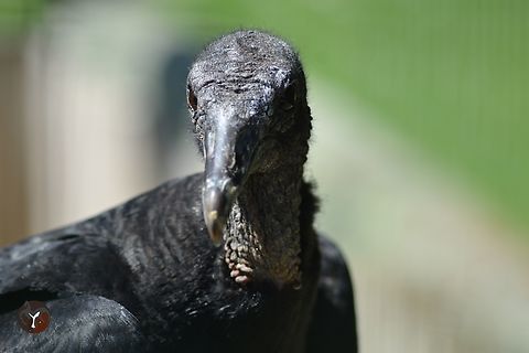 Black Vulture - Coragyps atratus (Les Aigles du Leman, France)  Black vulture,Coragyps atratus