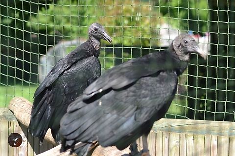 Black Vulture - Coragyps atratus (Les Aigles du Leman, France)  Black vulture,Coragyps atratus
