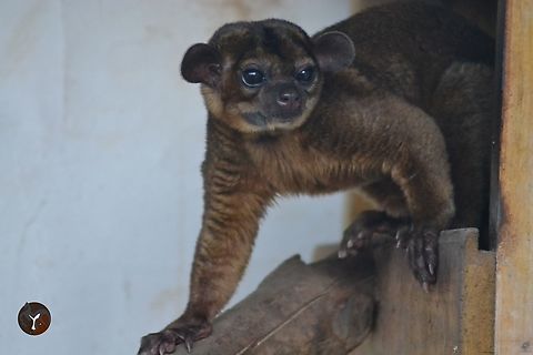 Kinkajou - Potos flavus (Fundaci&oacute;n Tierra Rapaz, Spain)  Kinkajou,Potos flavus