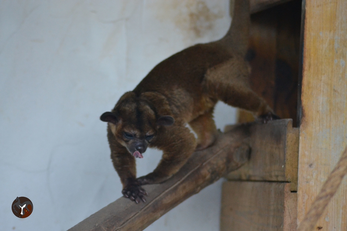 Kinkajou - Potos flavus (Fundación Tierra Rapaz, Spain)  Kinkajou,Potos flavus