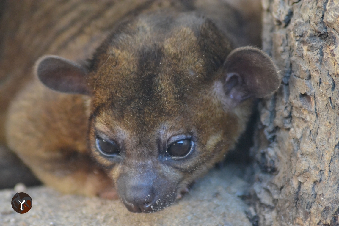 Kinkajou - Potos flavus (Fundación Tierra Rapaz, Spain)  Kinkajou,Potos flavus
