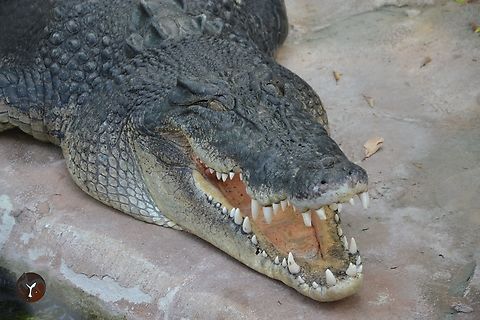 Saltwater Crocodyle - Crocodylus porosus (Stuttgart Wilhelma, Germany)  Crocodylus porosus,Saltwater crocodile