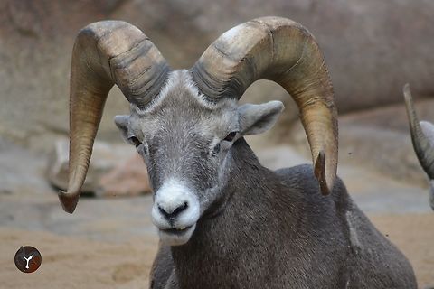 Californian Bighorn Sheep - Ovis canadensis sierrae (Arnhem Burgers Zoo, Netherlands)  Ovis canadensis sierrae,Sierra Nevada bighorn sheep