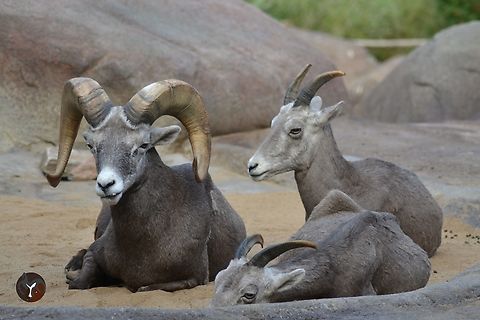 Californian Bighorn Sheep - Ovis canadensis sierrae (Arnhem Burgers Zoo, Netherlands)  Ovis canadensis sierrae,Sierra Nevada bighorn sheep