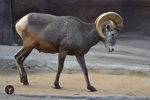Californian Bighorn Sheep - Ovis canadensis sierrae (Arnhem Burgers Zoo, Netherlands)  Ovis canadensis sierrae,Sierra Nevada bighorn sheep