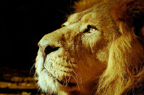 Lion Lion Lion,Panthera leo,african lion