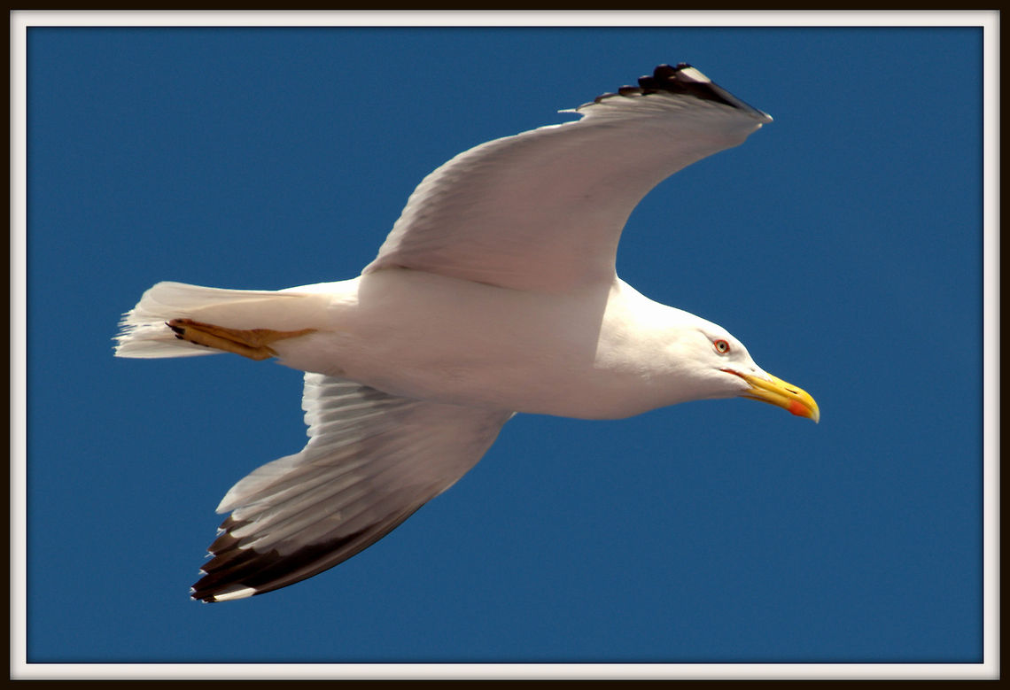 seagull  European Herring Gull,Larus argentatus,seagull