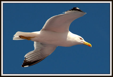 seagull  European Herring Gull,Larus argentatus,seagull