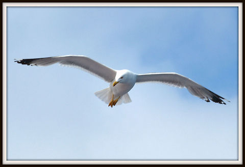 seagull  European Herring Gull,Larus argentatus,seagull