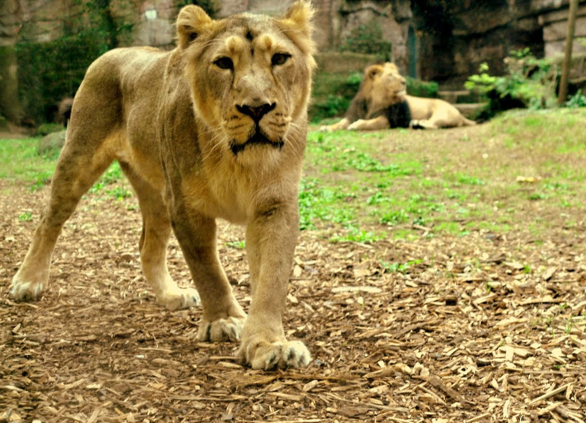 lioness  Lion,Panthera leo