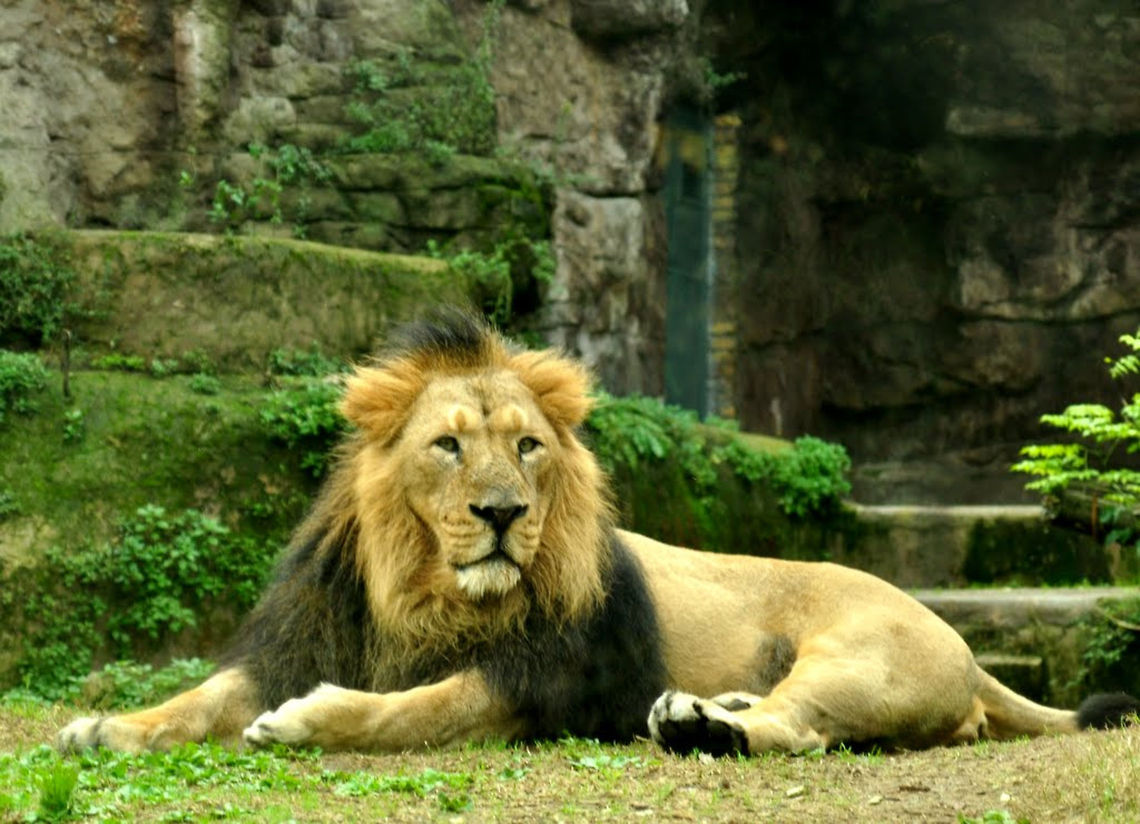 lion  Lion,Panthera leo