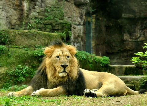 lion  Lion,Panthera leo