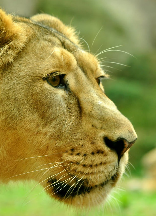 lioness  Lion,Panthera leo