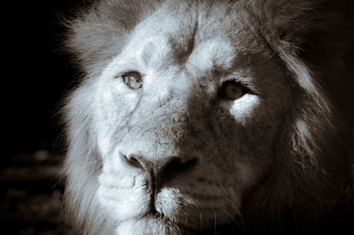 old lion  Lion,Panthera leo