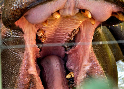 yawning hippo Call me at 0900-dentaljob Hippopotamus,Hippopotamus amphibius
