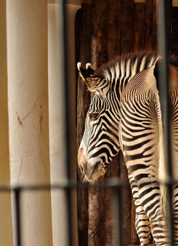 zebra  Equus quagga,Plains zebra