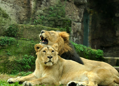 Yawning lion  Lion,Panthera leo