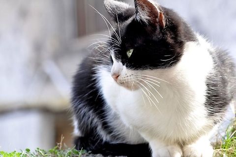 the cat waiting  Cats,Domestic cat,Felis catus