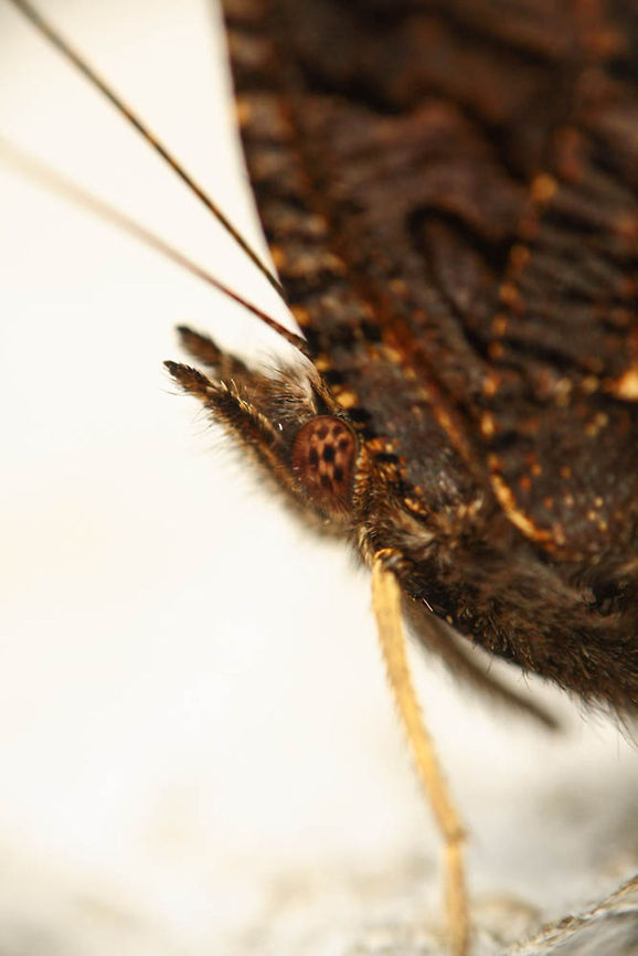 Butterfly A little brown butterfly captured witha Canon EOS 450D in November 2012 (Europe/Luxemborug)<br />
A fantastic macro photograph of a smal insect who posed quit well while shooting! European Peacock,Inachis io,butterfly,insects,macro,macro lens,nature
