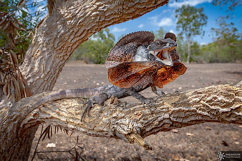Frilled neck lizard - Chlamydosaurus kingii For my first contribution, I chose a very symbolic animal for me, it was from him that my fascination for biodiversity was born when I was a child. And it was also one of the goals of my trip to Australia! Australia,Chlamydosaurus kingii,Frilled Lizard,Frilled neck lizard,Geotagged,Spring,reptile