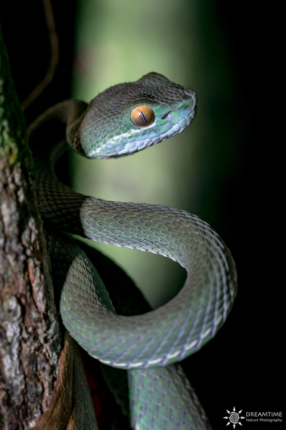 Male Trimeresurus cardamomensis For my second post I chose this photo which I really like and which reminds me of very good memories of my short stay in Cambodia with friends. I only stayed 3 days on the island of Koh Rong but I had the chance to come across a representative of the genus Trimeresurus, a male Trimeresurus cardamomensis which was about to moult, this photo is in situ and I regret simply that at that time I did not use a diffuser for my flash! Cambodia,Geotagged,Spring,Trimeresurus,Trimeresurus cardamomensis,pit viper,reptile
