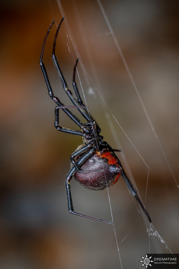 Redback Really common in some parts of Australia, I never got tired of seeing them, their cousin is not as easy to find in France outside of certain spots ! Australia,Geotagged,Latrodectus hasseltii,Redback spider,Summer