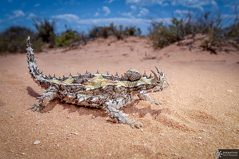 Moloch horridus Yet another memorable souvenir from Australia, a unique reptile I was looking for. This Thorny devil was the second I came across, we were both lucky that I noticed him, he was sunbathing on the middle of the road while I was driving, thanksfuly nobody was driving behind me, I had the time to relocated him a bit further in the bush. its colors were really different from the first specimen and perfectly similar to the environment where it evolved. Australia,Geotagged,Moloch horridus,Spring,Thorny devil,reptile