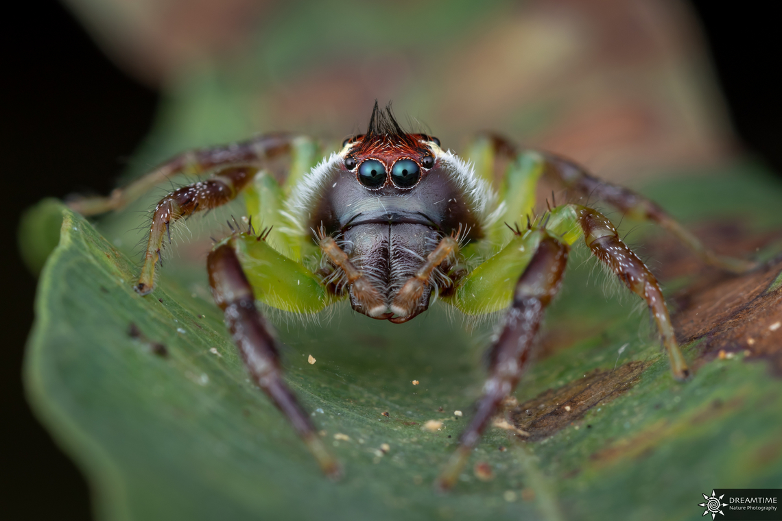 ♂ Mopsus mormon A portrait of the biggest salticidae of Australia, Mopsus mormon, the green jumping spider, here a male ! Australia,Geotagged,Green jumping spider,Mopsus mormon