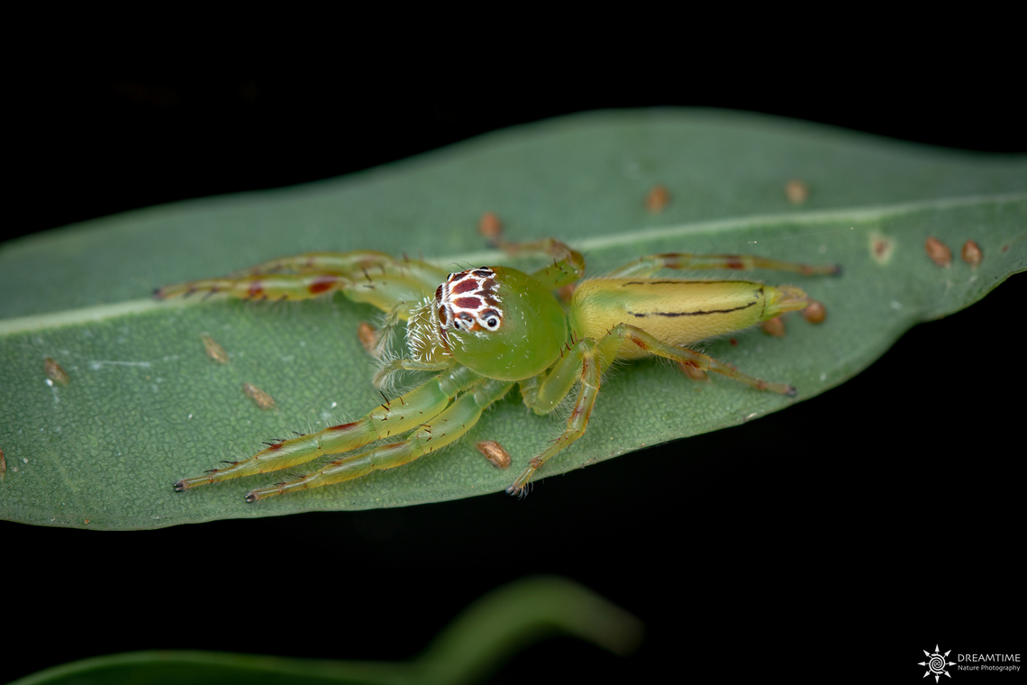 ♀ Mopsus mormon And here a female Mopsus mormon ! Exactly on the same tree where I found the male Australia,Geotagged,Green jumping spider,Mopsus mormon