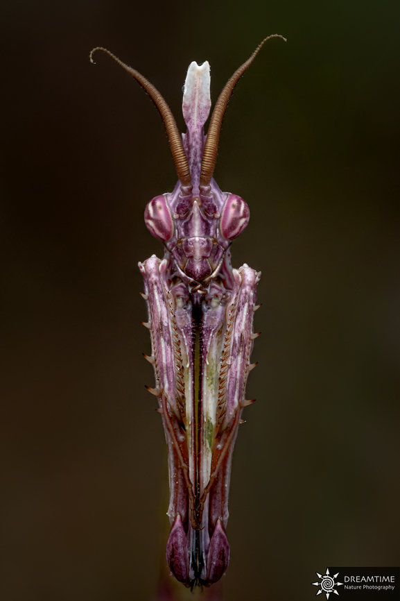 ♂ Sub-adult Empusa pennata Back to France with my favorite insect around my place, the conehead mantis. Here is a sub-adult male, when they reach this stage male are becoming incredibly colorful allowing them to hide in the flowering thyme found at the same time which as exactly the same gradient of colors.  Conehead Mantis,Empusa pennata,France,Geotagged,Spring