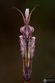 ♂ Sub-adult Empusa pennata Back to France with my favorite insect around my place, the conehead mantis. Here is a sub-adult male, when they reach this stage male are becoming incredibly colorful allowing them to hide in the flowering thyme found at the same time which as exactly the same gradient of colors.  Conehead Mantis,Empusa pennata,France,Geotagged,Spring
