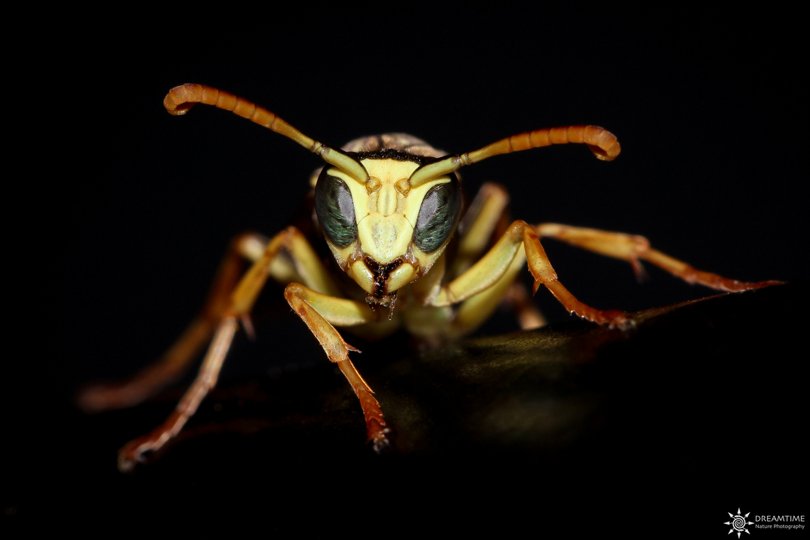 Male Polistes dominula Back in 2012, one of my first macro ! Lucky enough to get a decent one without any experience !<br />
Funny fact, the support on which he sits is a barbecue stand ! European paper wasp,France,Geotagged,Polistes dominula,Summer