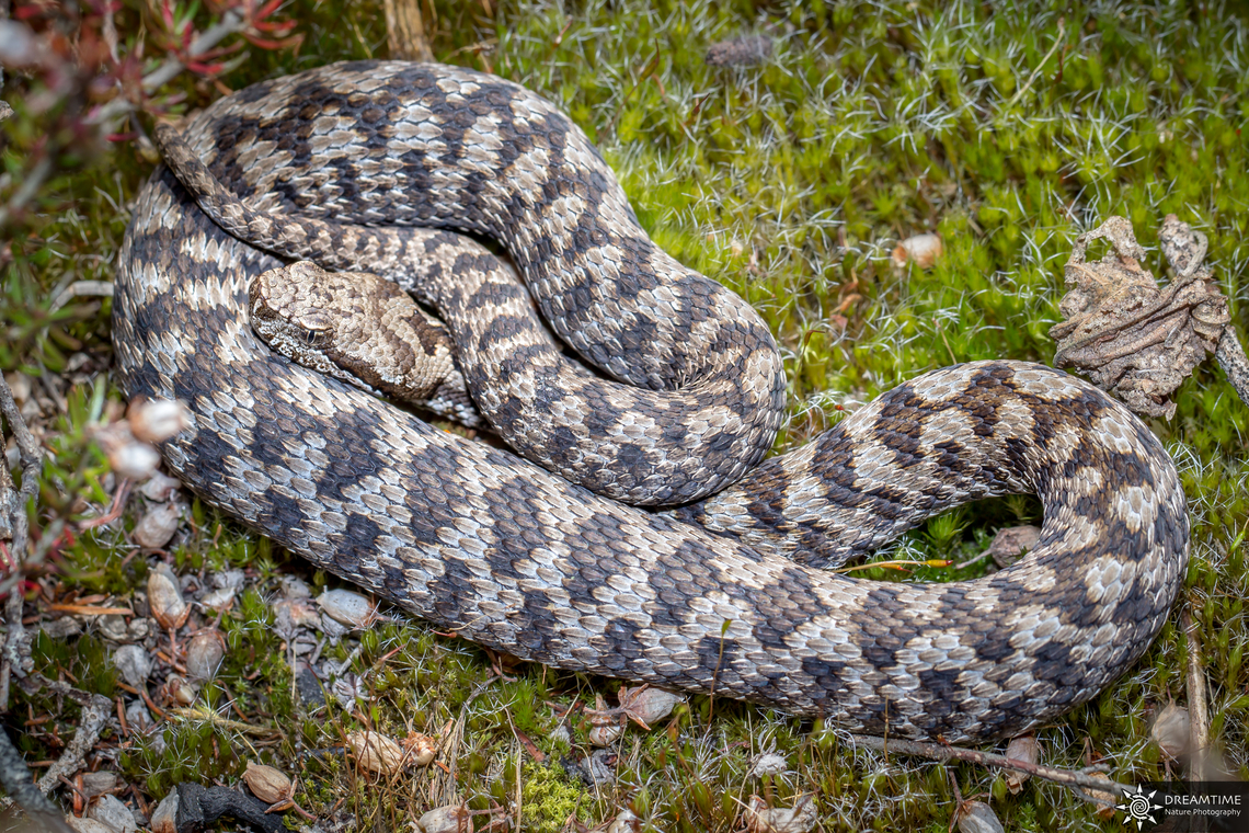 Asp viper Back in 2015 the first asp viper I found in France, in Fontainebleau forest at the end of its northern repartition area where they are quite common. In the Herault department in Southern France where I am living now it is a real challenge to find them. Apparently only small, very localized populations are present, I did not find any yet ! France,Geotagged,Spring,Vipera aspis,vipera aspis