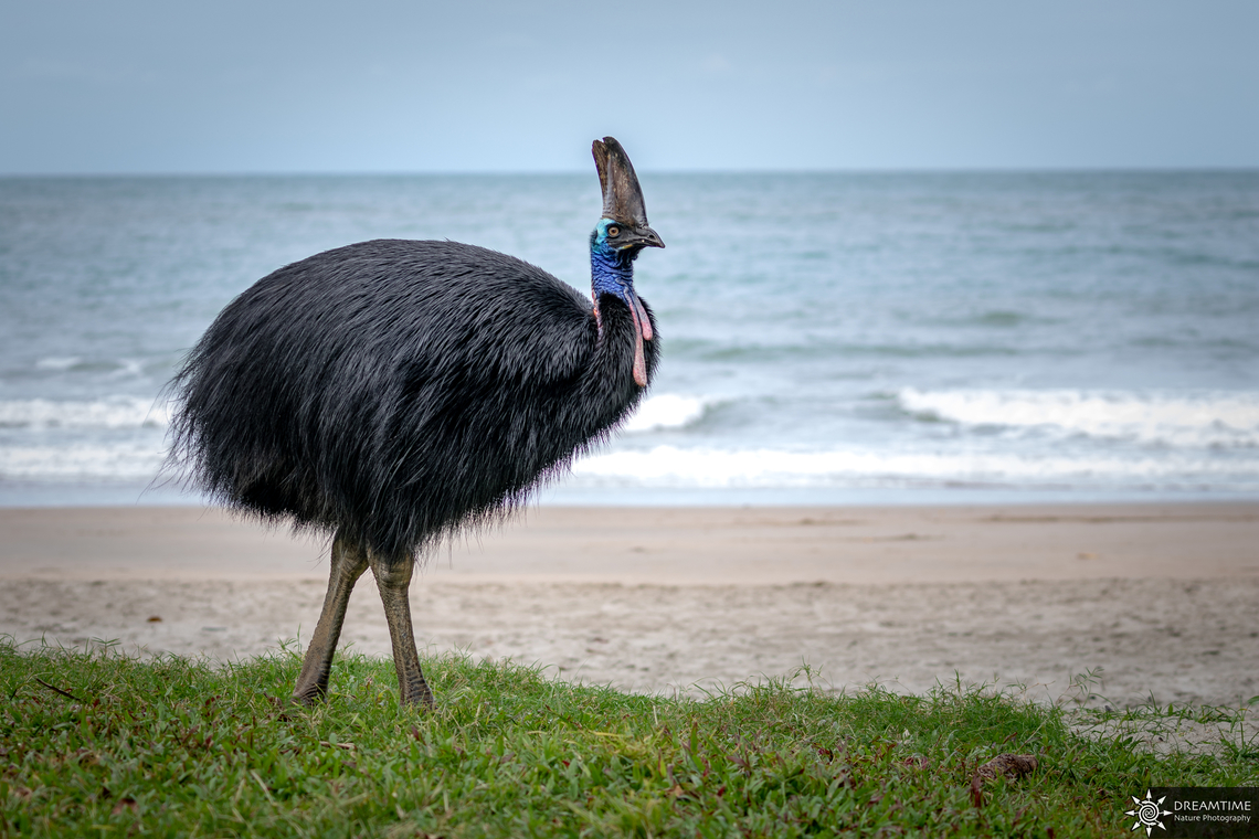Australian Cassowary Another great memory of Australia from the Far North Queensland, the Australian Cassowary, an incredible being. This one was a little too used to the presence of the man, he approached less than 2 meters from me, I was alert but he was as curious as me I think!  Australia,Casuarius casuarius,Geotagged,Southern Cassowary,Winter