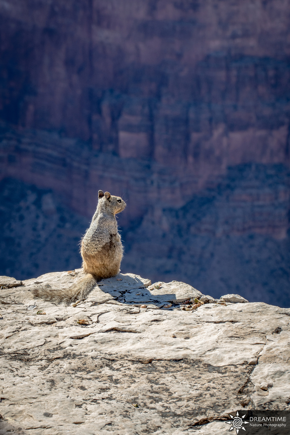 Rock squirrel @ Grand Canyon South Rim Old memory from my really short trip in western USA, this rock squirrel stayed few minutes in front of the Grand Canyon  Geotagged,Grand Canyon,Otospermophilus variegatus,Rock squirrel,Summer,United States
