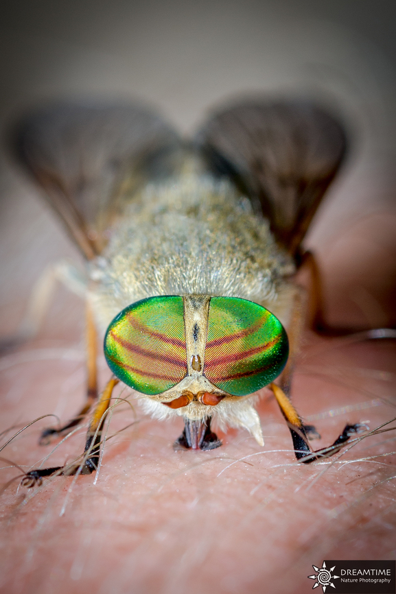 Tabanus tergestinus Back in 2014, old but gold, a female Tabanus tergestinus feeding on my blood while we were having a drink with some friends. Not so bad for a one handled shot but I wish I used a diffuser for my flash ! France,Geotagged,Summer,Tabanus,Tabanus tergestinus